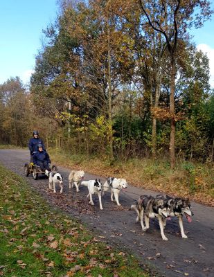 Schlittenhunderennen 24
