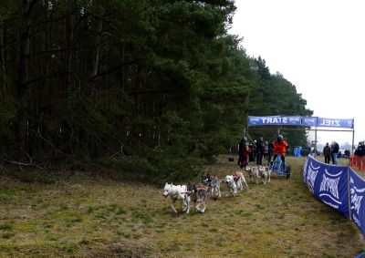 Schlitten-Hunde-Rennen
